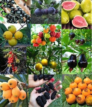 Variedade de frutas em árvores e plantas