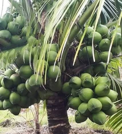Coqueiro carregado de cocos verdes