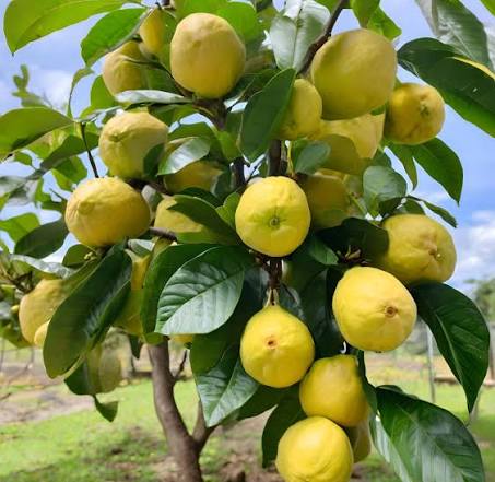 Goiabeira com frutos